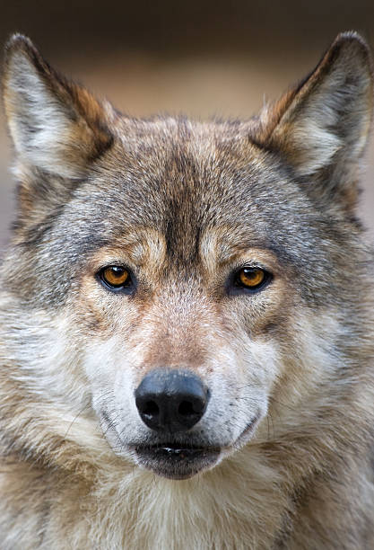 Best Wolf Front View Stock Photos, Pictures & Royalty-Free Images - iStock