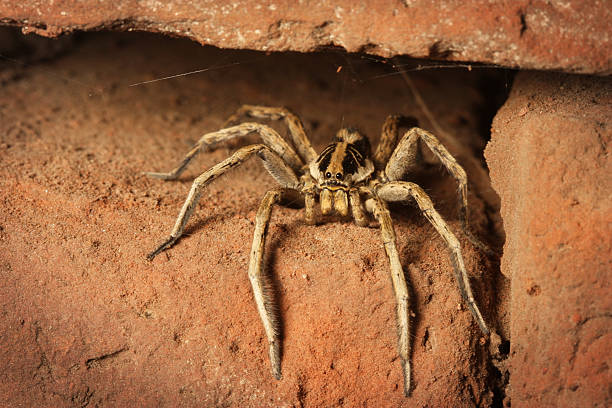 Wolf Spider "A wolf spider sits waiting outside her hiding place in a wall to ambush whatever unsuspecting prey passes byGeneral Belgano , Provincia de Buenos Aires , Argentina" wolf spiders stock pictures, royalty-free photos & images