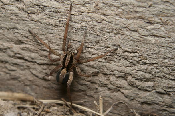 Wolf Spider Wolf Spider - Lycosa sp. wolf spiders stock pictures, royalty-free photos & images