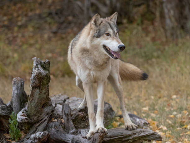 Wolf Standing Intense Look in Natural Autumn Setting Captive stock photo