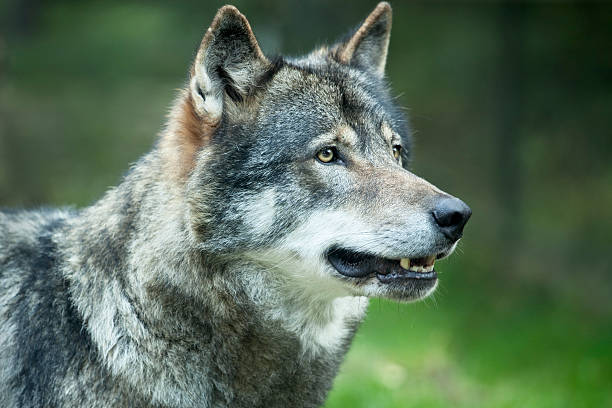 wolf up close - grijze wolf stockfoto's en -beelden