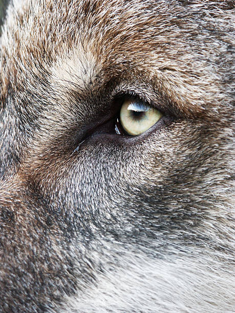 Wolf's eye stock photo
