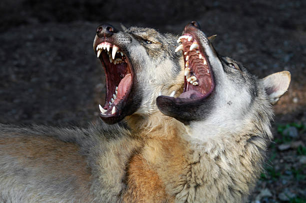 Wolf's Fight stock photo
