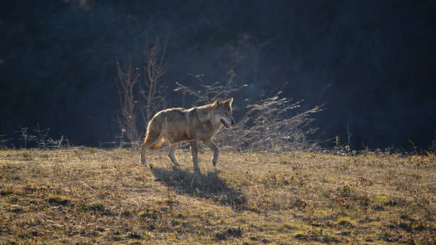 lupi 公司 - lupi (wolves) 個照片及圖片檔