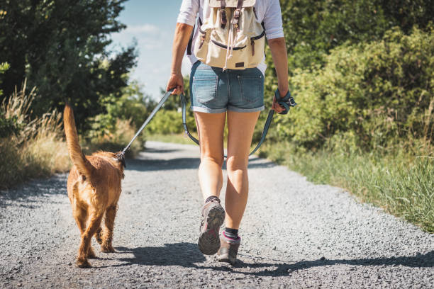 Woman and dog together walking on dirt road. Female tourist with backpack and mixed breed dog outdoors at summer. dog walking stock pictures, royalty-free photos & images
