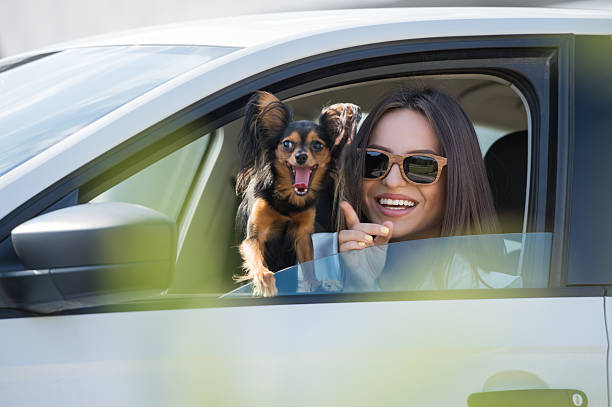 Woman and her dog looking out the driver side window Woman and dog in car on summer travel. Funny dog traveling. Vacation with pet concept. beautiful young brunette girl playing with her dog stock pictures, royalty-free photos & images