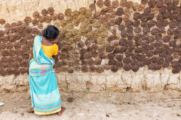 Woman applying cow dung on a wall for drying at a village in Shatiniketan West Bengal stock photo