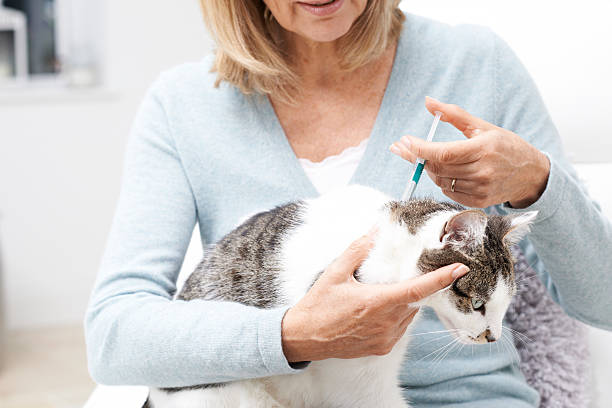 Woman Applying Tick And Flea Treatment To Pet Cat stock photo