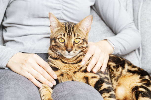 Woman at home holding her lovely Bengal cat. Pet in hands of hostess. Woman at home holding her lovely Bengal cat. Pet in hands of hostess. Domestic cat looking at cameral. bengals stock pictures, royalty-free photos & images