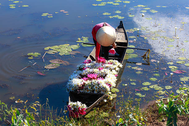 Woman boating on lake to harvest water lilies stock photo