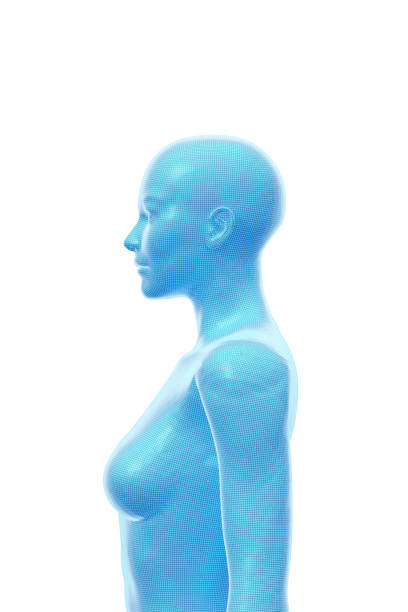 Woman, Body of Human Female, 3D Illustration stock photo