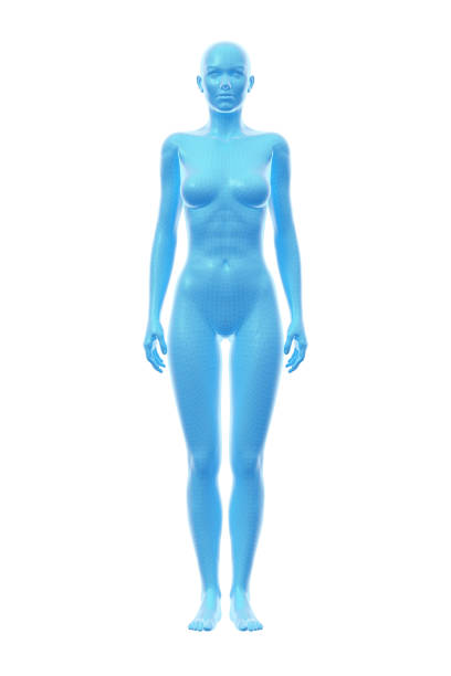 Woman, Body of Human Female, 3D Illustration stock photo