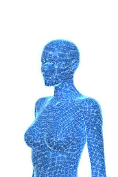 Woman, Body of Human Female, 3D stock photo