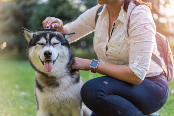 Woman brushing her dog in the park Woman brushing and grooming her Siberian husky while outside in the park shed stock pictures, royalty-free photos & images