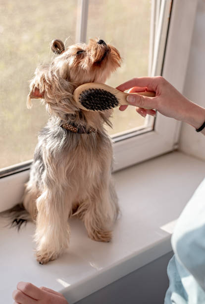 Woman brushing her yorkshire terrier Pet care. Woman takes care of yorkshire terrier. Female hands brushing her pet yorkie haircuts stock pictures, royalty-free photos & images