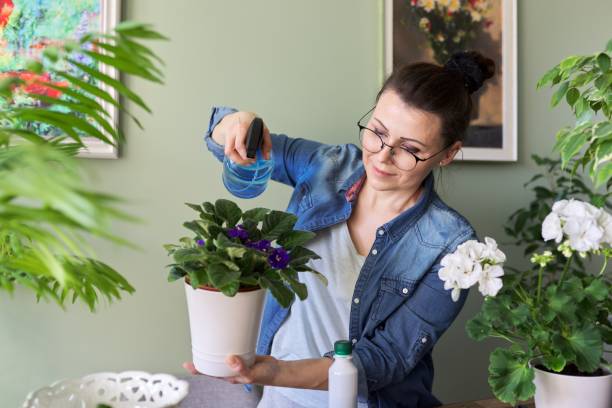 Woman caring for indoor plants, hobbies and leisure, nature in the house Indoor plants in pots, spraying watering nutrition fertilizers transplanting. Woman caring for houseplants, hobbies and leisure, nature in the house african violet photos stock pictures, royalty-free photos & images