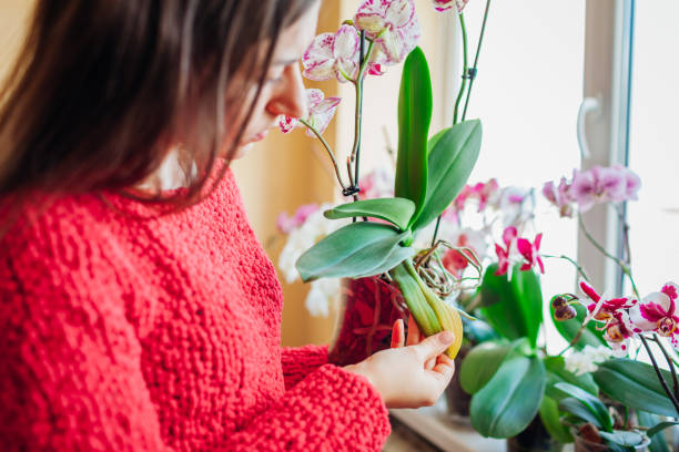 Woman checking orchid with yellow leaf. Diseased infected plant. Taking care of health of home plants and flowers. stock photo
