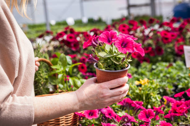 Woman choosing petunia flower to buy at garden center Woman shopping pink petunia flower at market. Customer choosing flowers at garden center garden center stock pictures, royalty-free photos & images