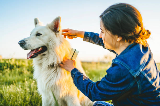 Woman combing her dog in the park stock photo