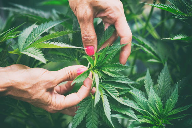 Woman controls marijuana plants Hemp field in garden. medical cannabis photos stock pictures, royalty-free photos & images