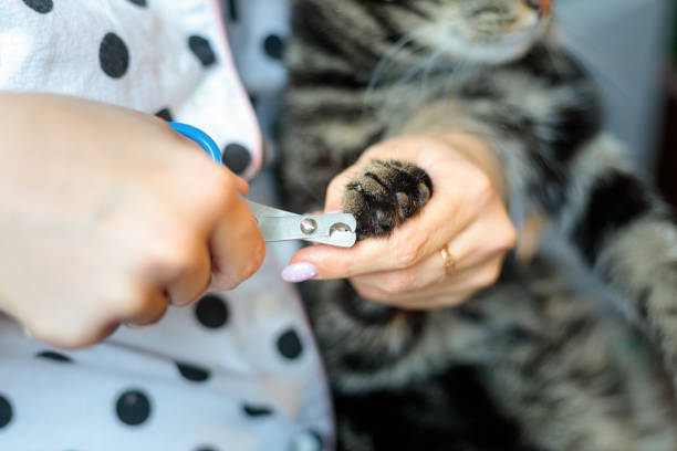 woman cuts the claws of a cat with special scissors for animals stock photo