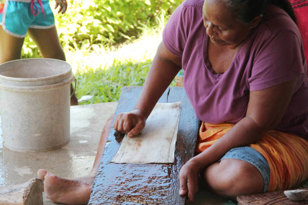 Woman demonstrate the way to make paper cloth. A Samoan woman cleans the inner bark with a shell scraper, using a sloping board for support when making the bark cloth. apia samoa stock pictures, royalty-free photos & images