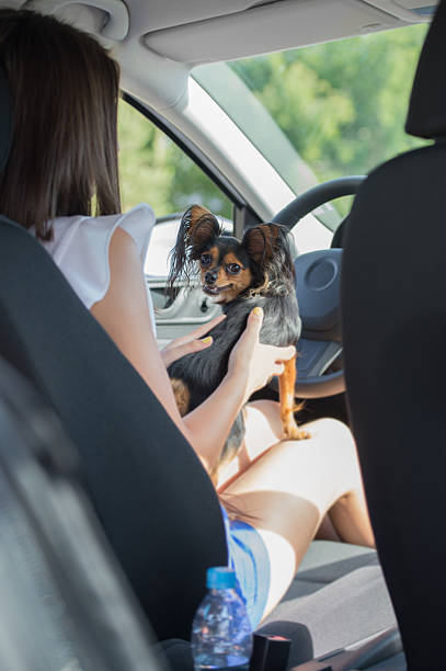 Woman dog car traveling Woman and dog in car on summer travel. Funny dog traveling. Vacation with pet concept. beautiful young brunette girl playing with her dog stock pictures, royalty-free photos & images