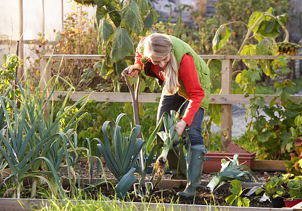 Woman doing gardening work with shovel and plants stock photo