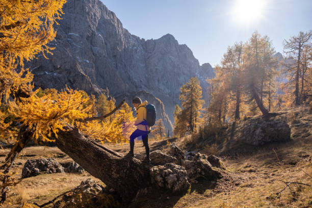 Woman enjoying the mountain  view from a big autumn colored larch tree stock photo