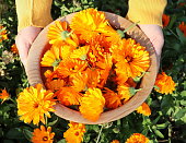 istock A woman farmer breaks flowers of a medical marigold. The harvest will be dried and the medicinal tincture will be made 1362742498