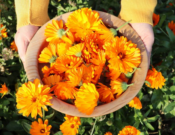 A woman farmer breaks flowers of a medical marigold. The harvest will be dried and the medicinal tincture will be made stock photo