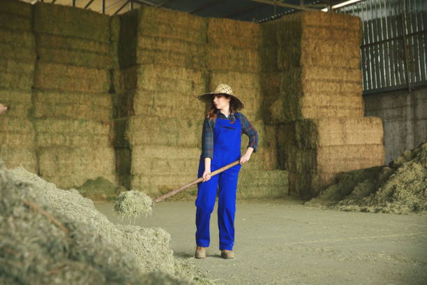 donna contadina che lavora con la forchetta di fieno - allevatore foto e immagini stock