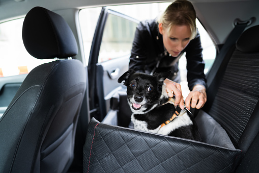 Woman Fastening Dog In Car With Safe Belt In Seat Booster