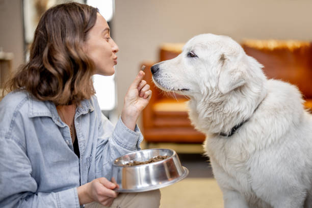 Woman feeding a dog with dry food stock photo