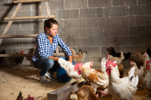 donna che nutre polli domestici - allevatore foto e immagini stock