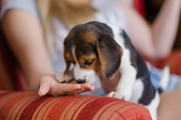 Woman feeding little beagle puppy Little cute dog, puppy beagle, eating from woman hand. Owner feeding her pet. beagle puppies stock pictures, royalty-free photos & images