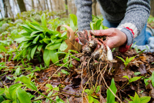 A woman foraging for wild leeks, also called ramps, or wild onions. Allium tricoccum stock photo