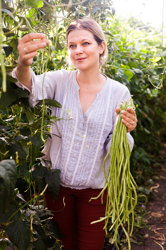 Woman Gardener Picking Harvest Of Chinese Vigna In Sunny Garden