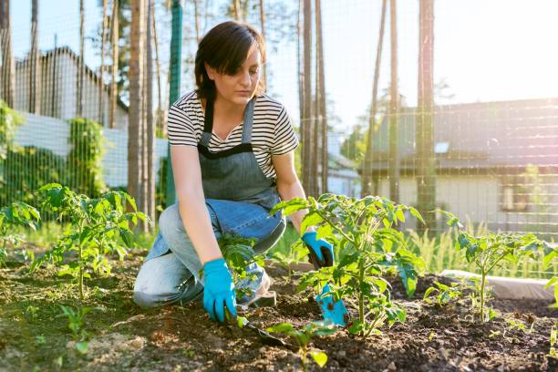 Woman gardener with tomato seedlings in the vegetable garden stock photo
