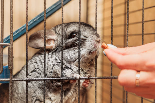 woman gives a nut to her beloved chinchilla. chinchilla sitting in a cage stock photo