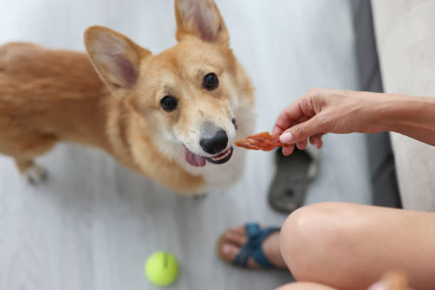 Woman giving corgi dog piece of meat at home stock photo
