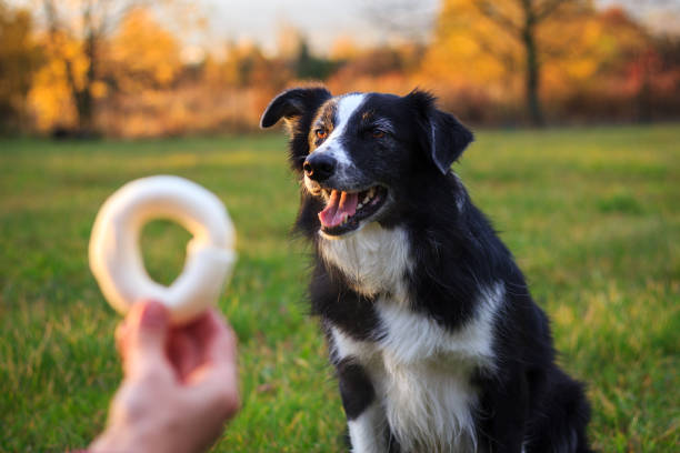 Woman giving dog biscuit to border collie after obedience training stock photo