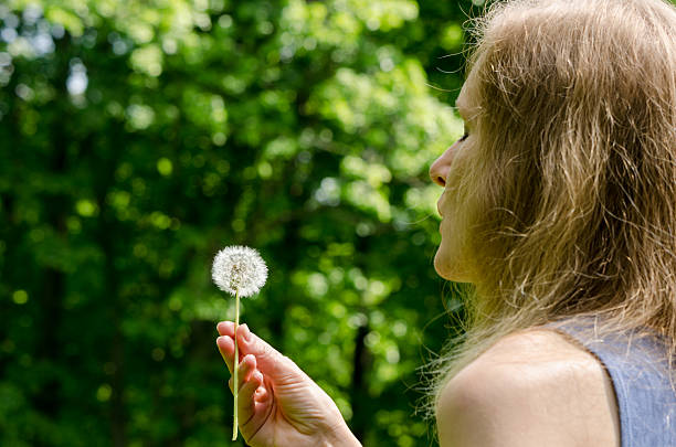 Woman hand hold  deflorated dandelion flower seeds stock photo