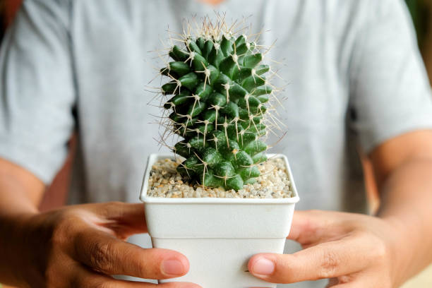 woman hand holding succulents or cactus in pots stock photo