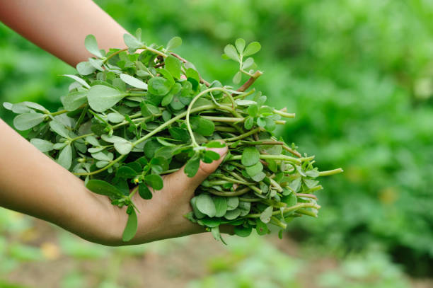 woman hand  picking herb at garden stock photo