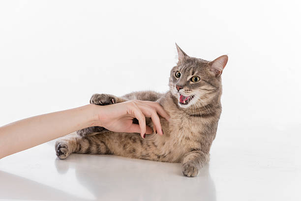 Woman Hand Touch Gray Cat and Play. stock photo