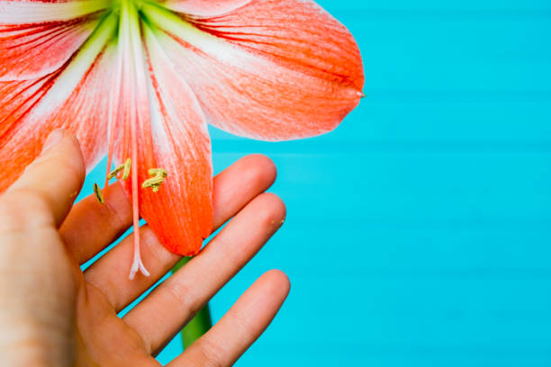 Woman hand touches amaryllis hippeastrum on a turquoise wooden background, copy space stock photo