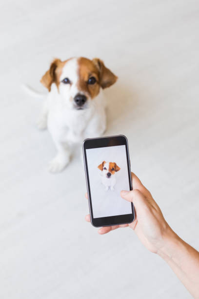 Woman hand with mobile smart phone taking a photo of a cute small dog over white background. Indoors portrait. Happy dog looking at the camera. Woman hand with mobile smart phone taking a photo of a cute small dog over white background. Indoors portrait. Happy dog looking at the camera. portable information device photos stock pictures, royalty-free photos & images
