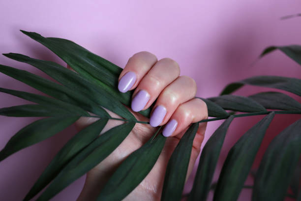 Woman hand with purple color manicure holding palm leaves stock photo