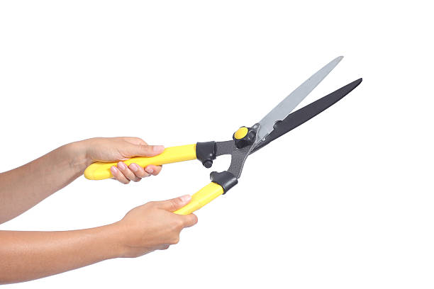 Woman hands holding a pruning shears Woman hands holding a pruning shears isolated on a white background pruning gardening stock pictures, royalty-free photos & images